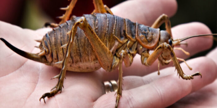 giant-weta