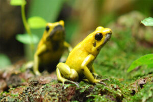golden-poison-dart-frog