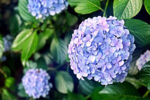 hydrangea