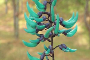 jade-vine-emerland-vine