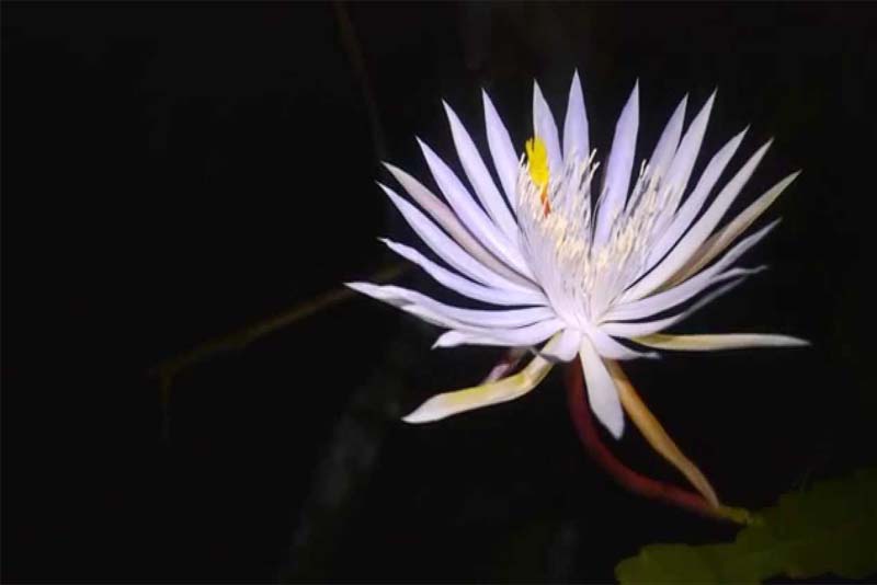 10 most beautiful rarest flowers in the world Depth World