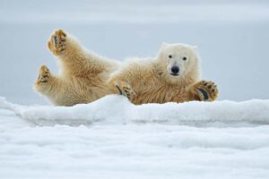 polar-bear