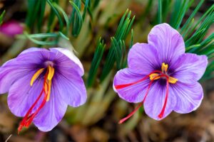 saffron-crocus