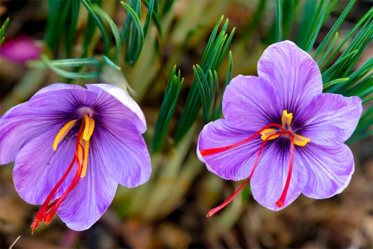most rarest flowers in the world