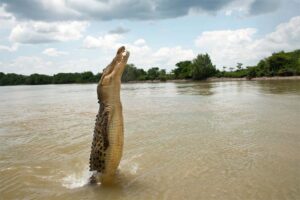 saltwater-crocodile