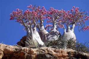 socotra word