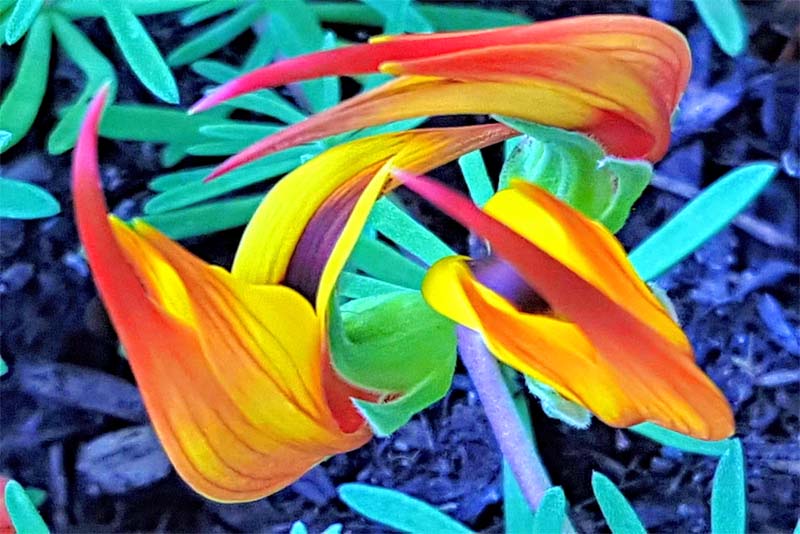 10 most beautiful rarest flowers in the world Depth World