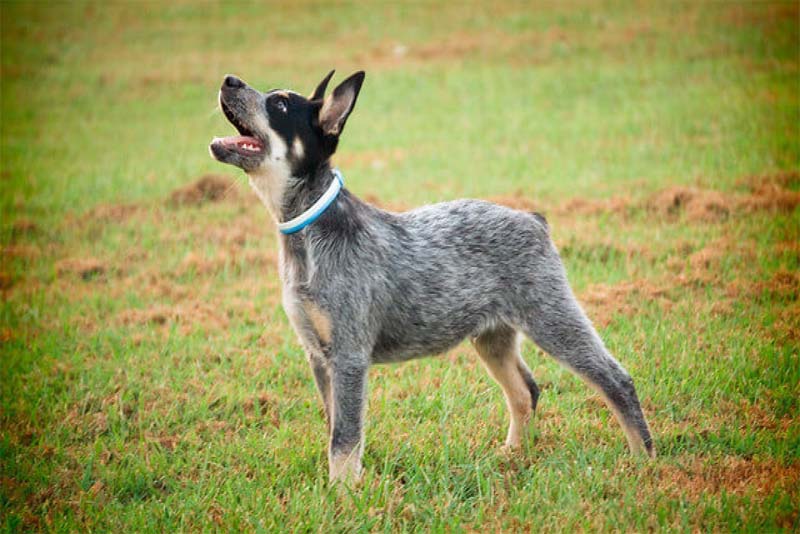 australian-cattle-dog-smartest-dog-breeds