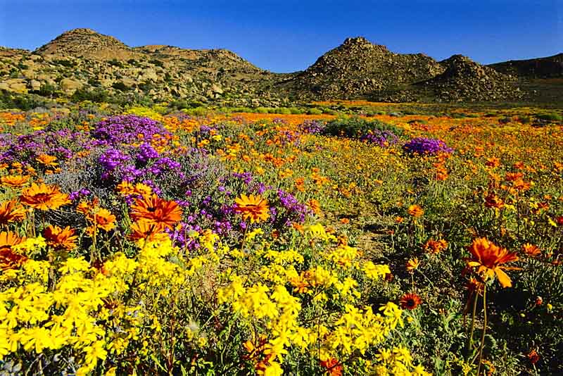 goegap-reserve-namaqualand