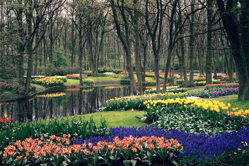 keukenhof-gardens-beautiful-places-in-netherlands