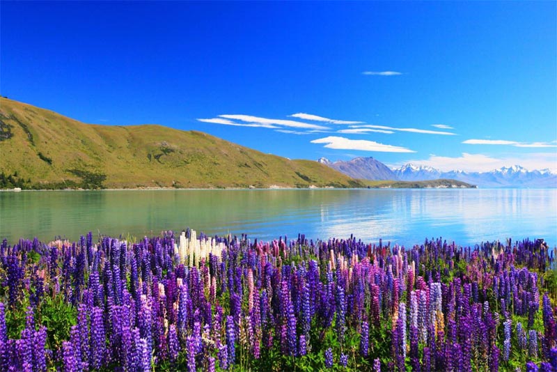 lake-tekapo-beautiful-Places-in-new-zealand