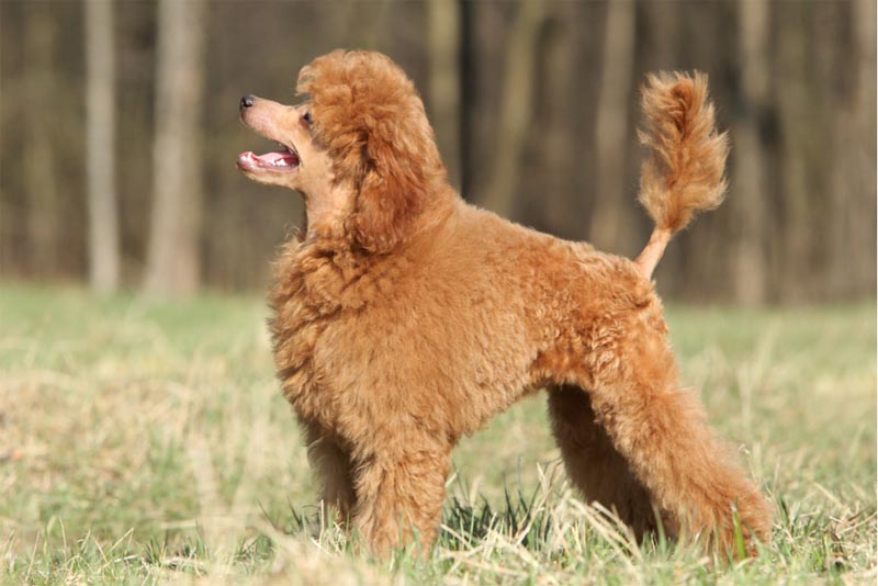 poodle - Top 10 smartest dog breeds
