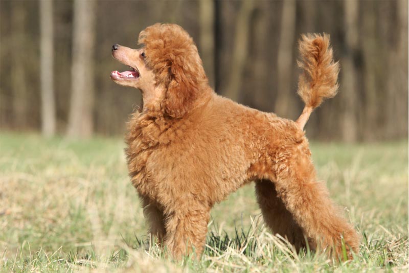 poodle-smartest-dog-breeds