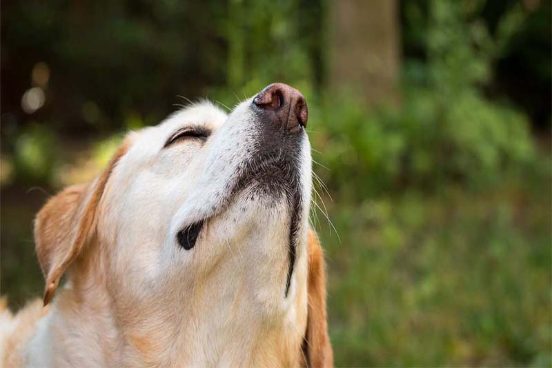 a-dogs-sense-of-smell-is-higher-than-humans.