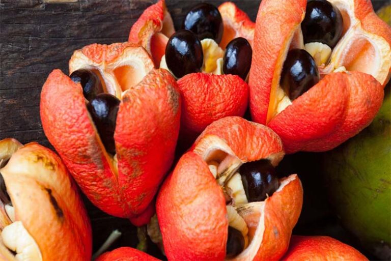 10 deadly fruits in the world Depth World