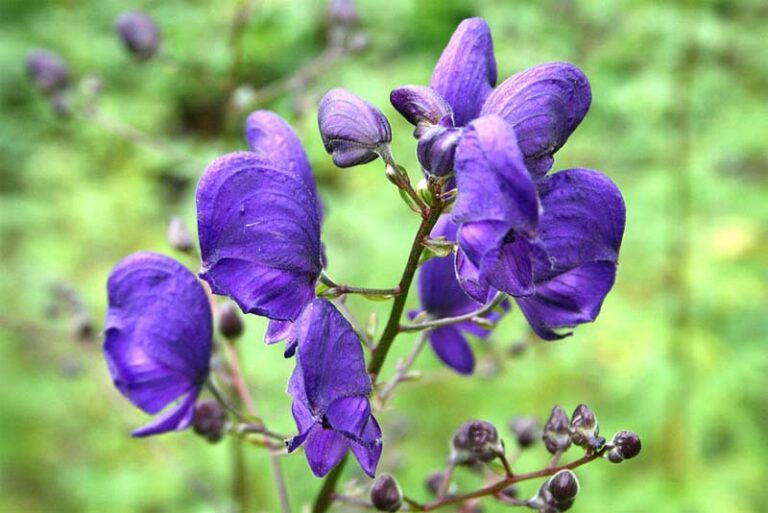 Top 10 poisonous plants in the world Depth World
