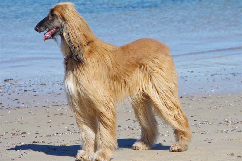 afghan-hound-expensive-dog