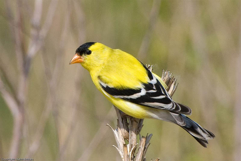 american-goldfinch