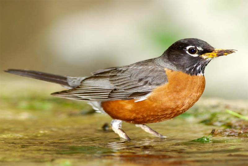 american-robin-shortest-lifespan