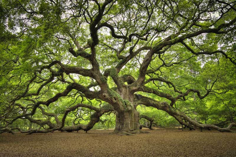 angel-oak - Most amazing trees
