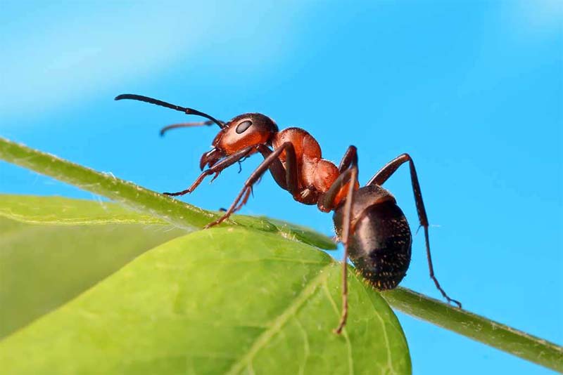 ant-shortest-lifespan