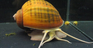 apple-snail