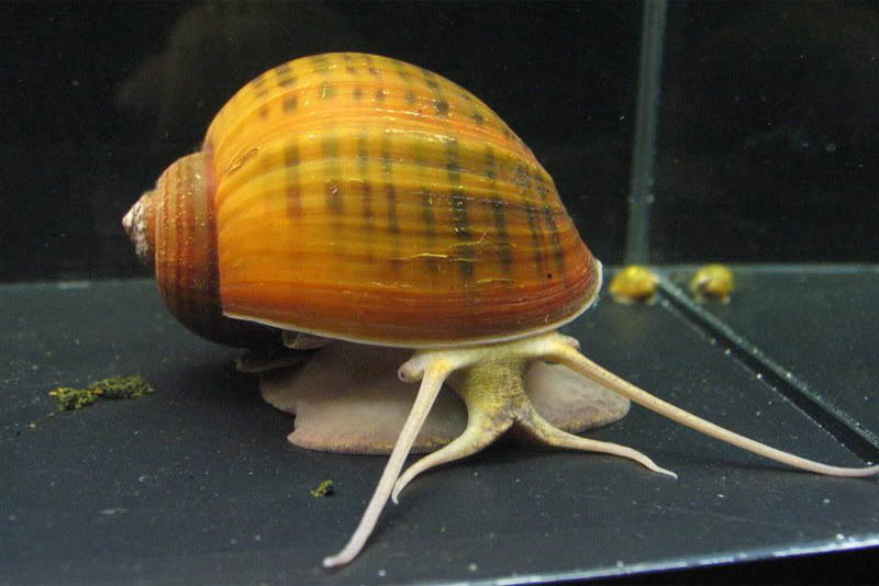 apple-snail