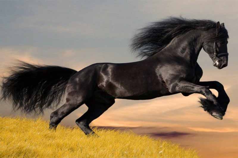 arabian-horse-expensive-pets