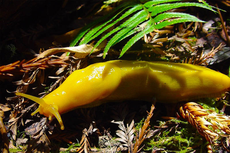 banana-slug