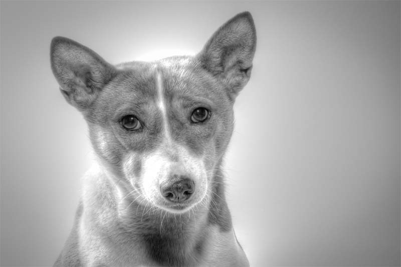 basenji-the-oldest-and-quietest-dog-in-the-world