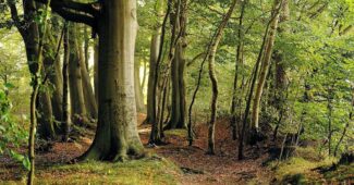 beech-forest