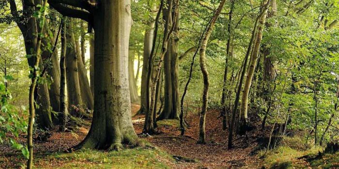 beech-forest