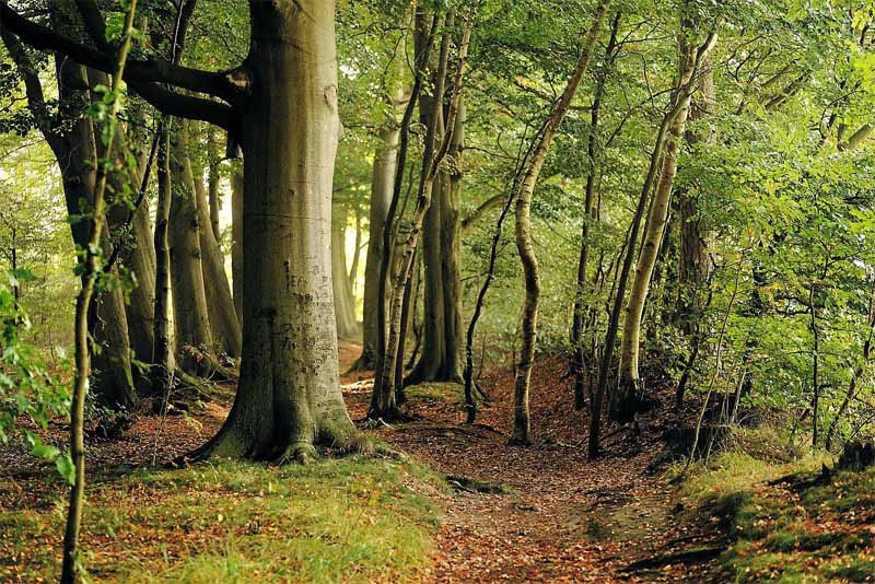 beech-forest