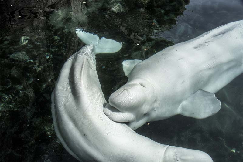 beluga-whale-animals-with-good-hearing-power