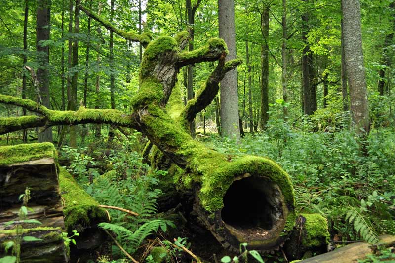 bialowieza-forest-beautiful-places-in-poland