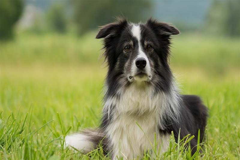 border-collie-smartest-dog-breeds