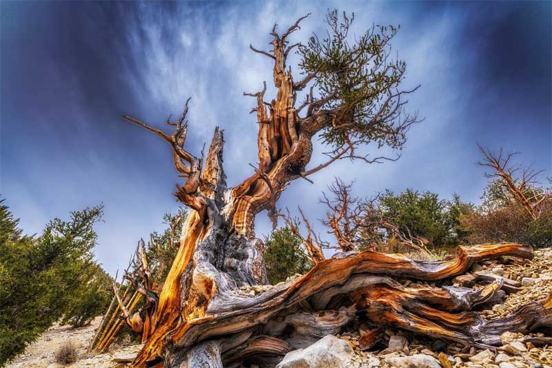bristlecone-pine-amazing-trees