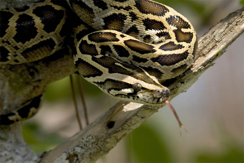 burmese-python