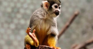 capuchin-monkeys-are-the-most-intelligent-breed