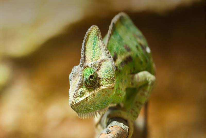 chameleon-shortest-lifespan