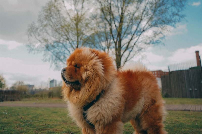 chow-chow-expensive-dog