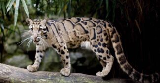 clouded-leopards