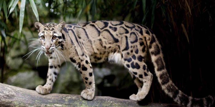 clouded-leopards