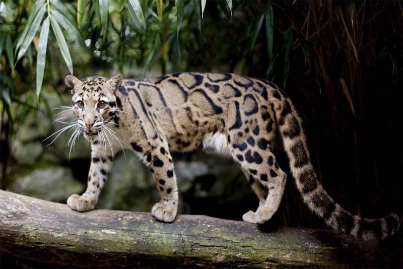 clouded-leopards