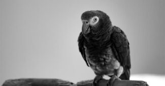 congo-grey-parrot-animals-with-good-hearing-power