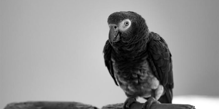 congo-grey-parrot-animals-with-good-hearing-power