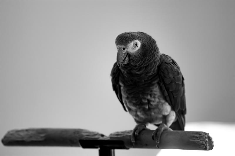 congo-grey-parrot-animals-with-good-hearing-power