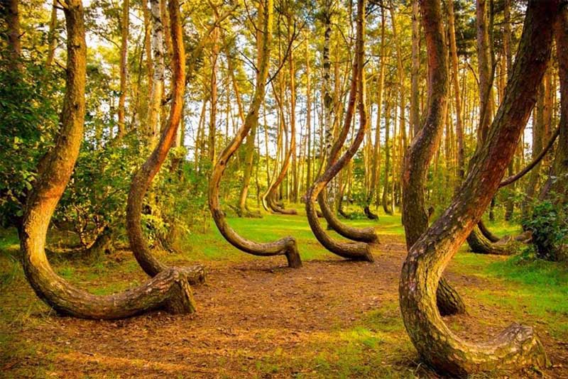 crooked-forest-mysterious-places