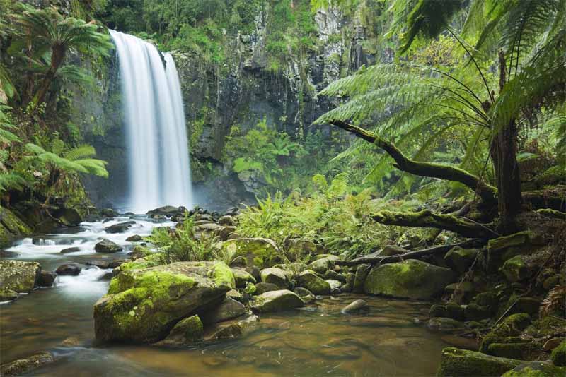 daintree-rainforest