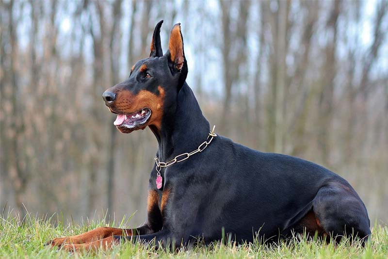 doberman-pinscher-smartest-dog-breeds